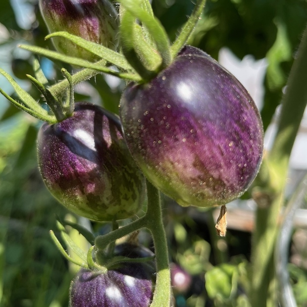 Tomate „Purple Dragon“ - BIO-Tomatensorte [samenfest]