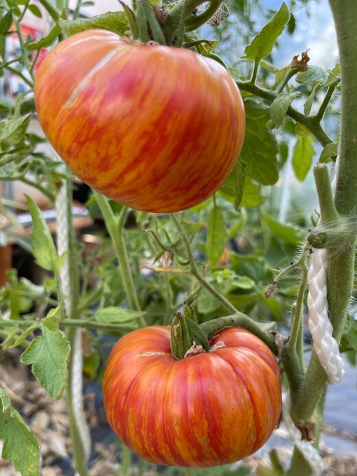 Tomate "Beauty King" - BIO-Tomatensorte [samenfest]