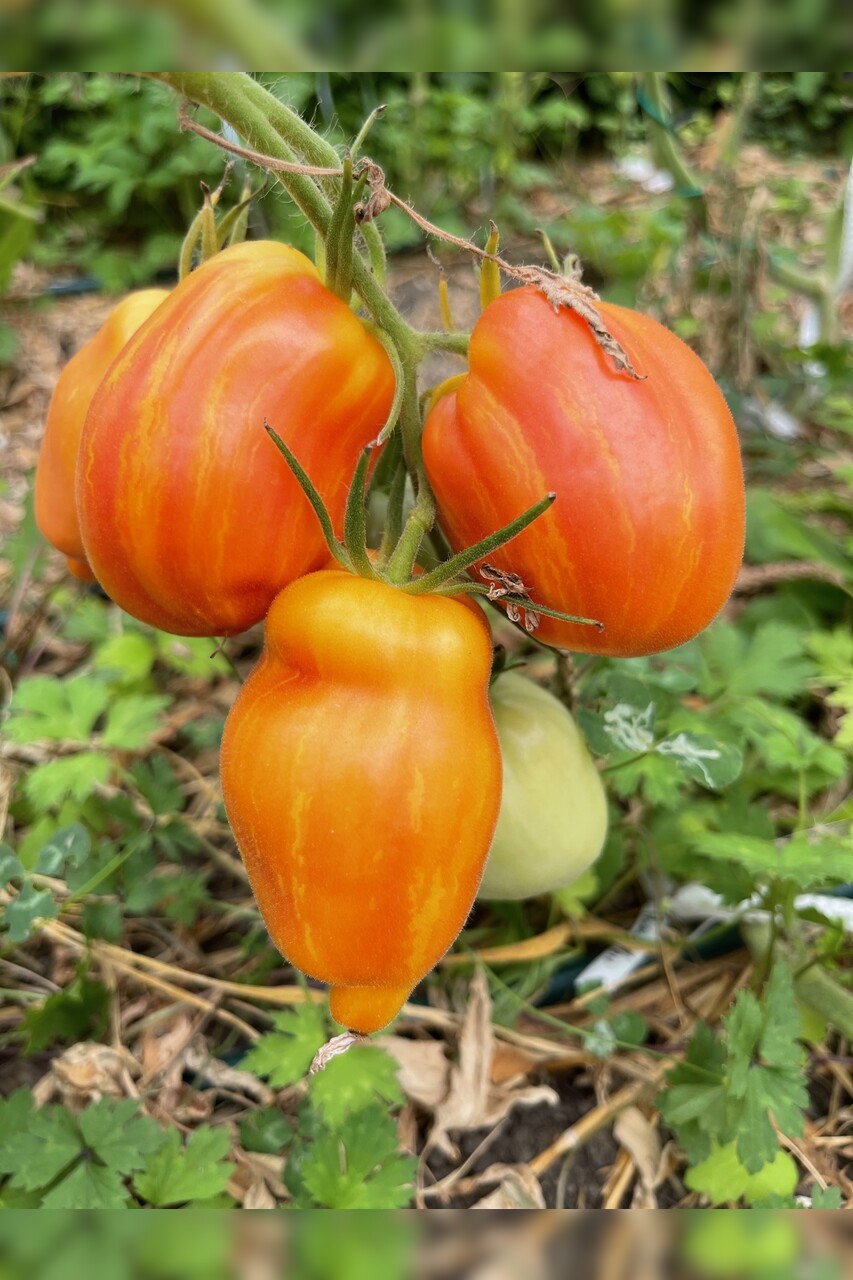 Tomate „Yellow Fire“ - BIO-Tomatensorte [samenfest]