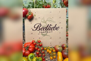 BIO-Tomatensamen Adventskalender alte & seltene Tomaten [samenfest]