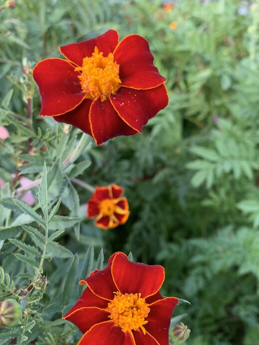 "Tagetes" - BIO-Blumensamen [samenfest]