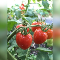 Tomate "Taubenherz" - BIO-Tomatensorte [samenfest]