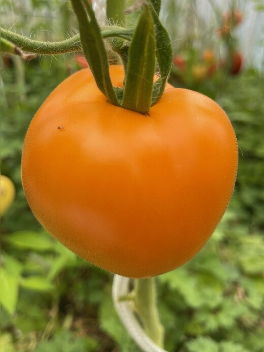 Anzucht-Set "robuste Tomaten" [samenfest]