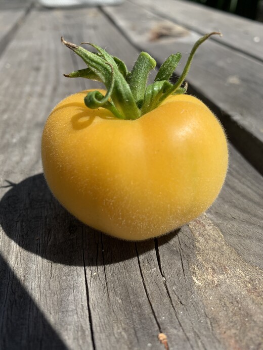 Tomate "weißer Pfirsich" - BIO-Tomatensorte [samenfest]