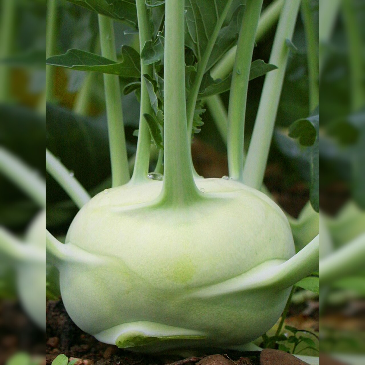 Kohlrabi "Lanro" - BIO-Samen (samenfest & BIO)