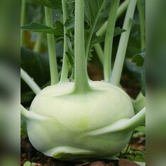 Kohlrabi "Lanro" - BIO-Samen (samenfest & BIO)