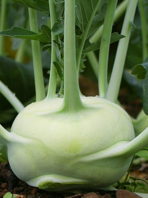 Kohlrabi "Lanro" - BIO-Samen (samenfest & BIO)