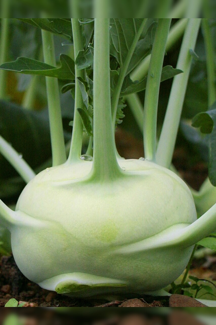 Kohlrabi "Lanro" - BIO-Samen (samenfest & BIO)