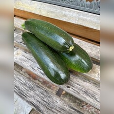 Zucchini „Black Beauty“ - BIO-Zucchinisorte [samenfest]