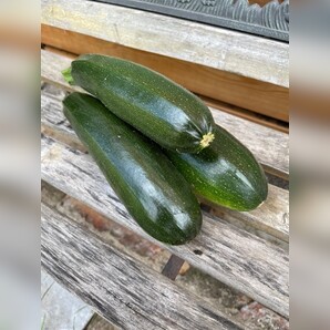 Zucchini „Black Beauty“ - BIO-Zucchinisorte [samenfest]