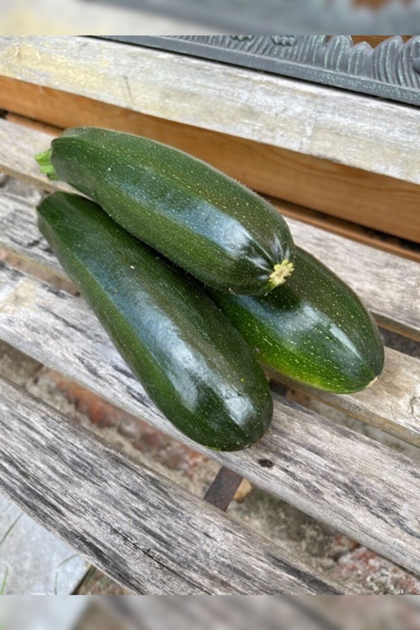 Zucchini „Black Beauty“ - BIO-Zucchinisorte [samenfest]