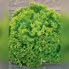 Pflücksalat „Lollo Bionda“ - BIO Salatsorte (samenfest)