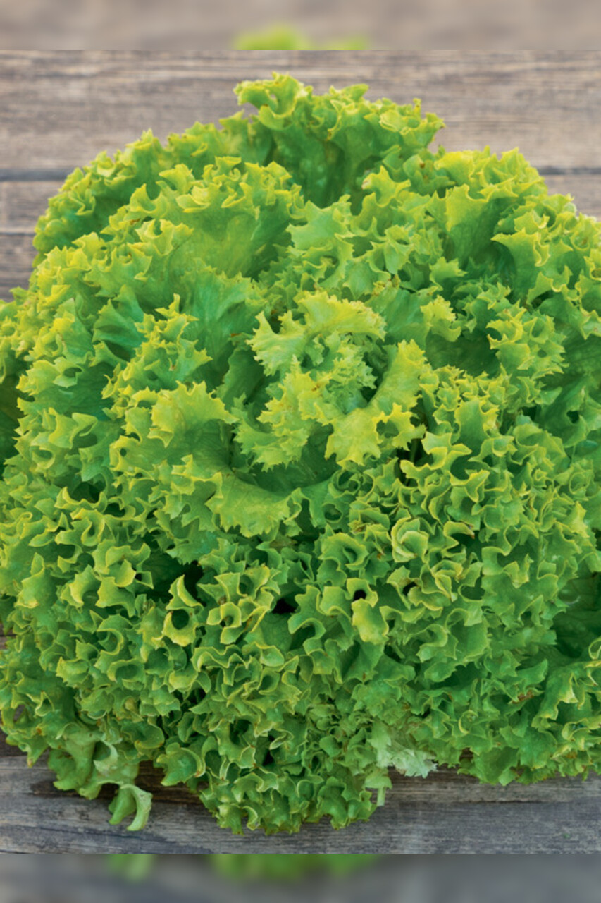Pflücksalat „Lollo Bionda“ - BIO Salatsorte (samenfest)