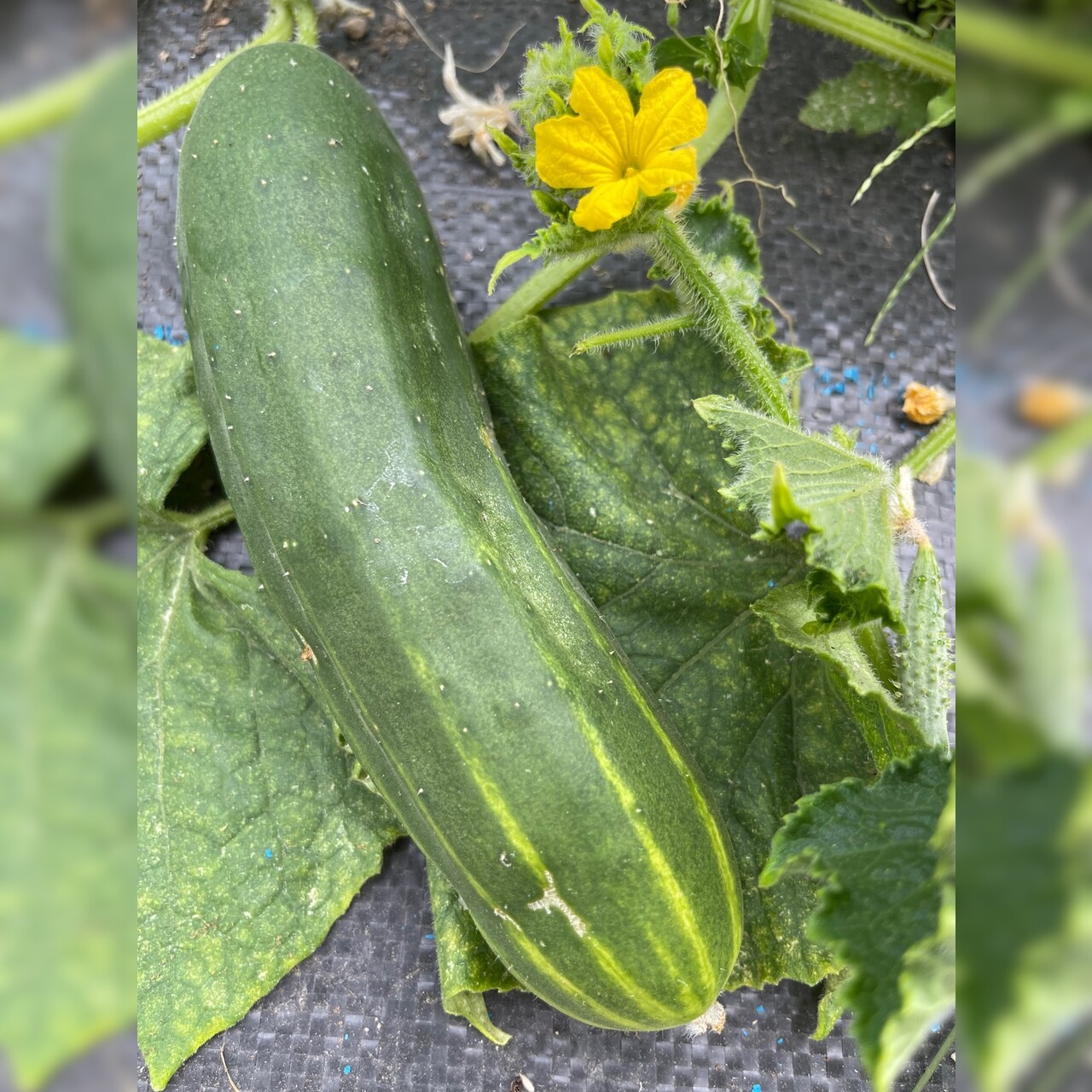 Gurke „Marketmore“ - BIO-Freilandgurke [samenfest]
