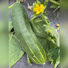 Gurke „Marketmore“ - BIO-Freilandgurke [samenfest]