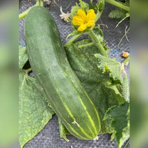 Gurke „Marketmore“ - BIO-Freilandgurke [samenfest]