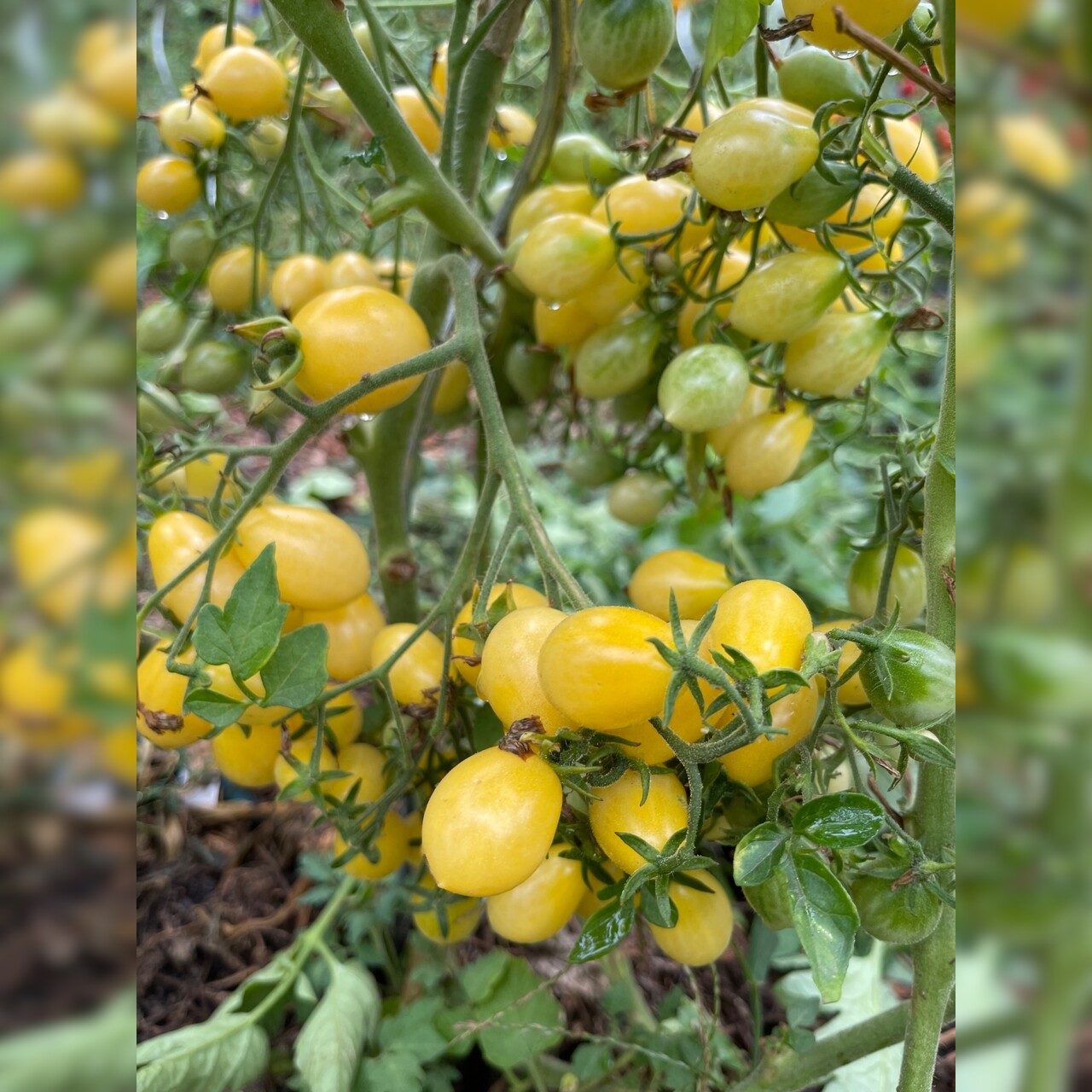 Tomate "Barry´s Crazy Cherry" - BIO-Tomatensorte [samenfest]