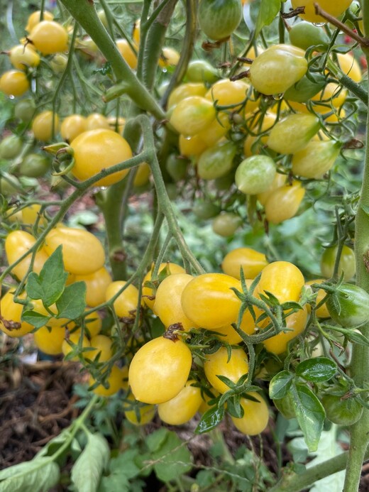 Tomate "Barry´s Crazy Cherry" - BIO-Tomatensorte [samenfest]