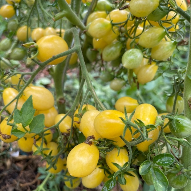 Tomate "Barry´s Crazy Cherry" - BIO-Tomatensorte [samenfest]