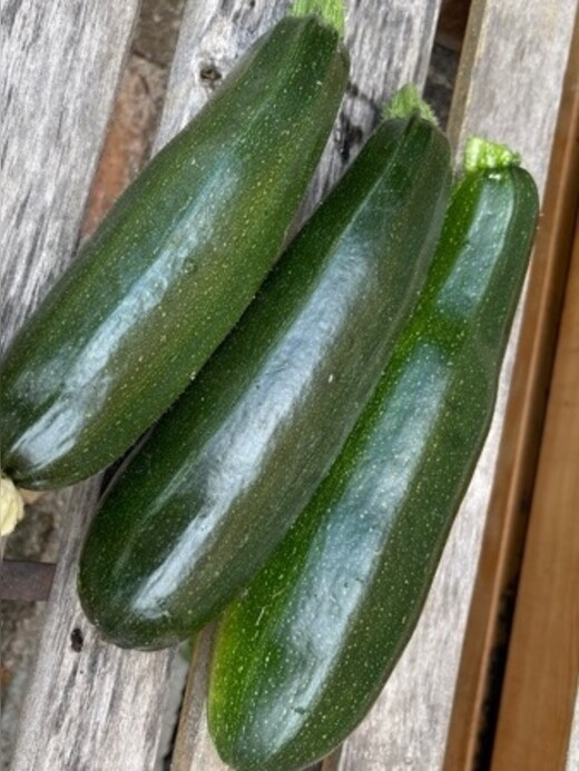 Gemüsesamen-Set "Zucchini" - 4 BIO-Sorten [samenfest]