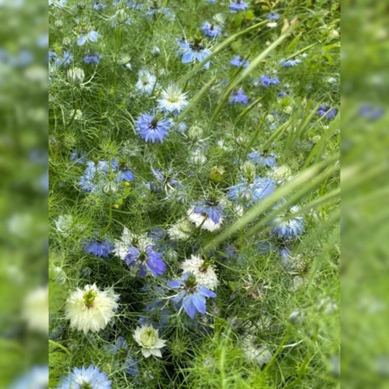 "Jungfer im Grünen" - BIO- Blumensamen [samenfest]