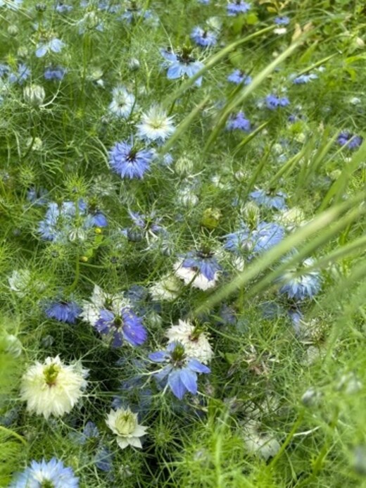 "Jungfer im Grünen" - BIO- Blumensamen [samenfest]