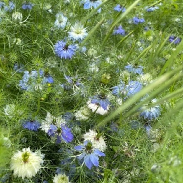 "Jungfer im Grünen" - BIO- Blumensamen [samenfest]
