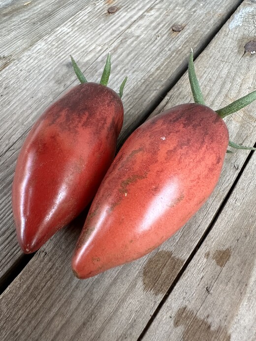 Tomate "Slivka Gurman" - BIO-Tomatensorte [samenfest]