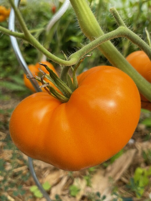 Tomaten-Set "Gewächshaustomaten" - 4 BIO-Sorten [samenfest]