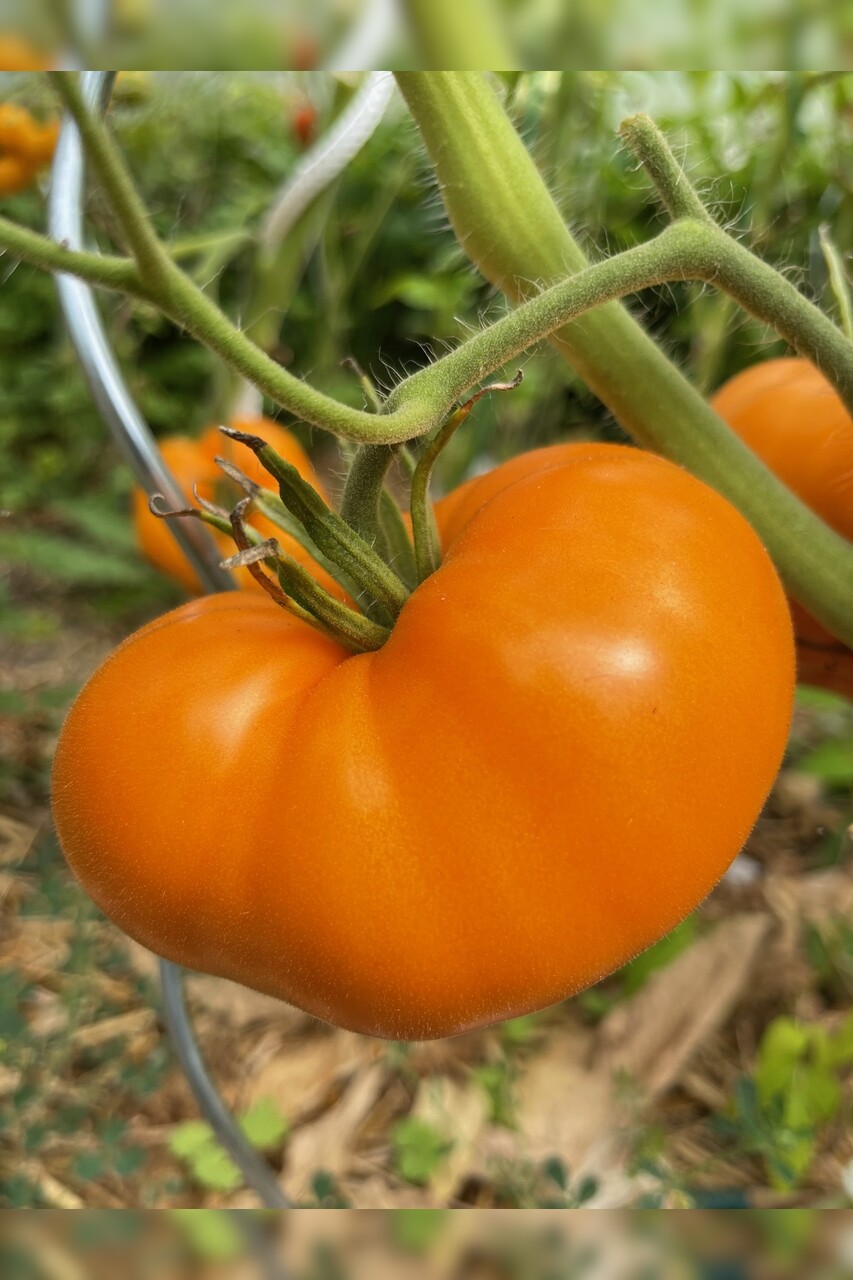 Tomaten-Set "Gewächshaustomaten" - 4 BIO-Sorten [samenfest]