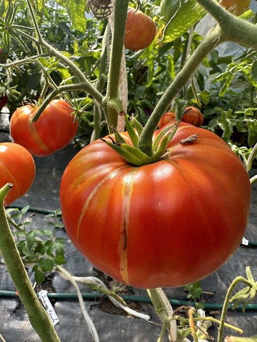 Tomate "Ananastomate" - BIO-Tomatensorte [samenfest]