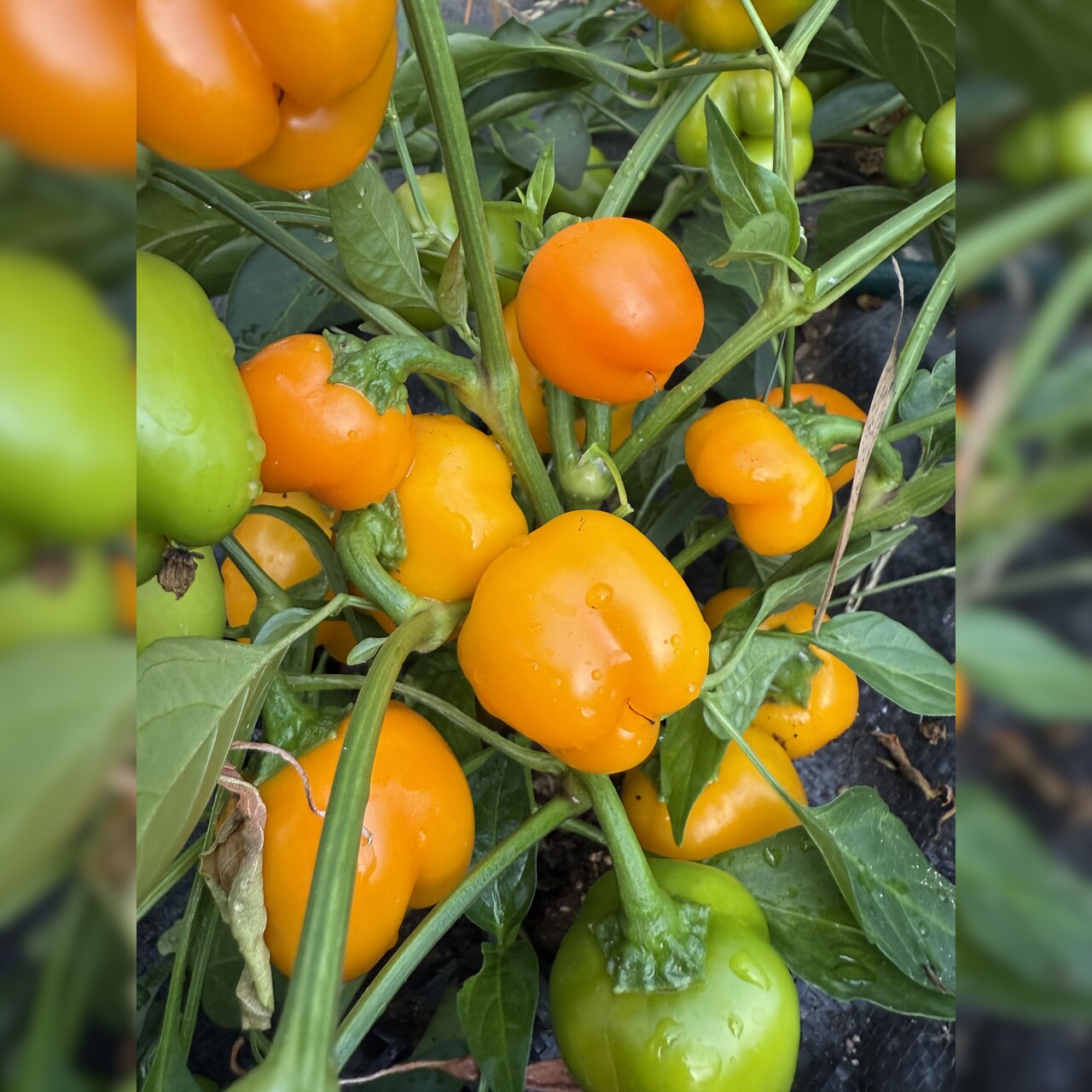 Paprika "Sweet Julie" - BIO-Snackpaprika [samenfest]