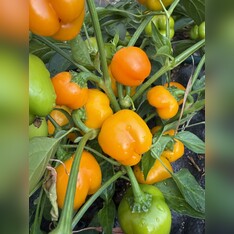 Paprika "Sweet Julie" - BIO-Snackpaprika [samenfest]