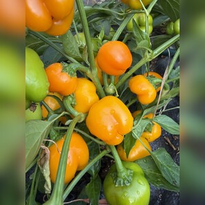 Paprika "Sweet Julie" - BIO-Snackpaprika [samenfest]