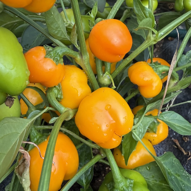 Paprika "Sweet Julie" - BIO-Snackpaprika [samenfest]