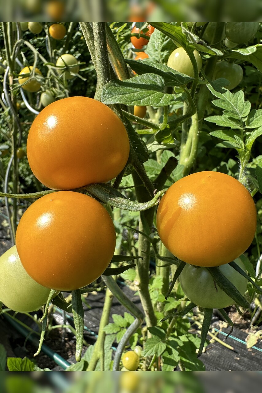 Tomate "Katinka" - BIO-Tomatensorte [samenfest]