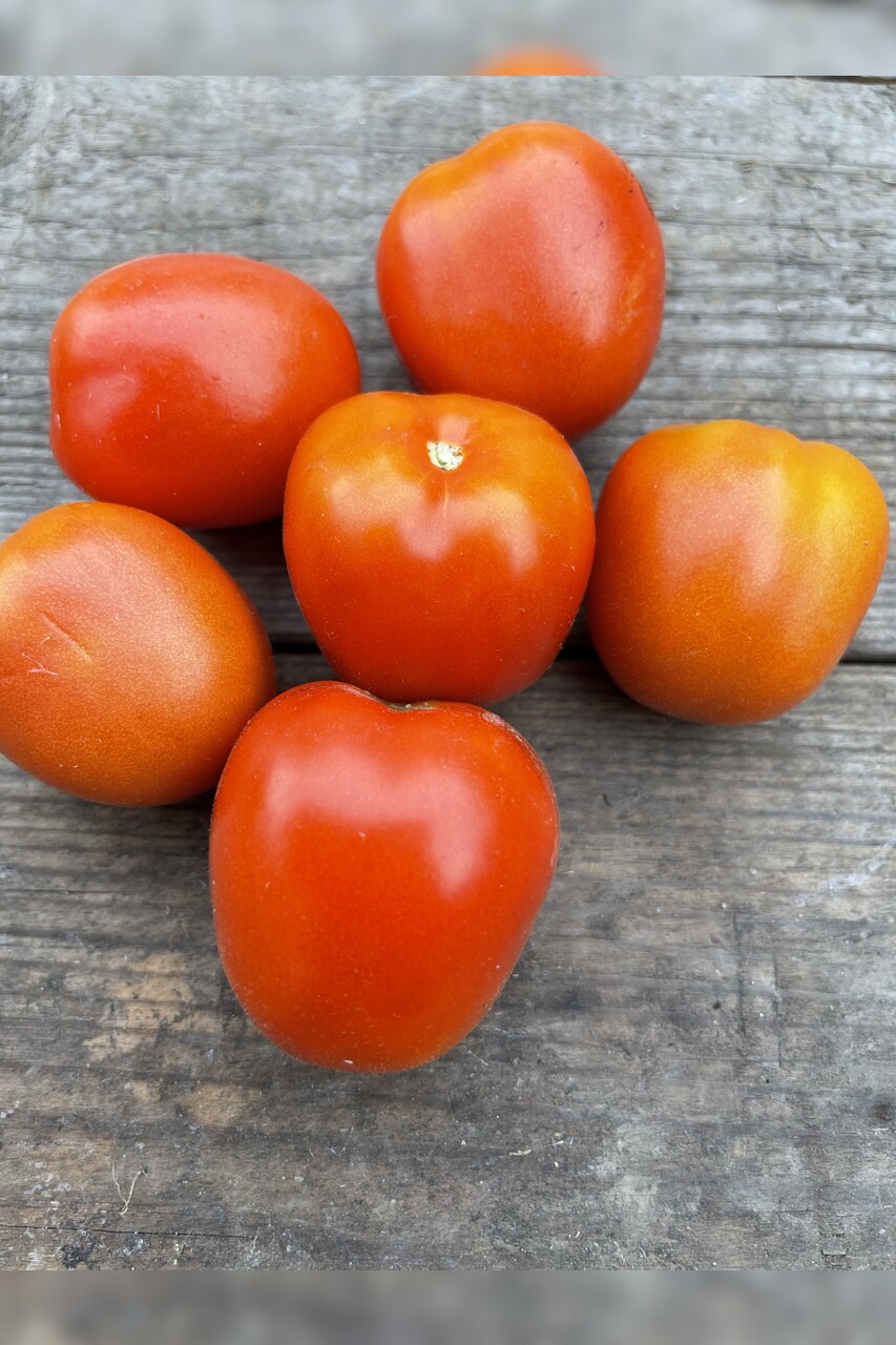 Tomaten Set "historische Tomatensorten"- 4 BIO-Sorten [samenfest]