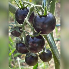 Tomate "Dancing with Smurfs" - BIO-Tomatensorte [samenfest]
