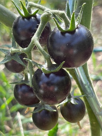 Tomate "Dancing with Smurfs" - BIO-Tomatensorte [samenfest]