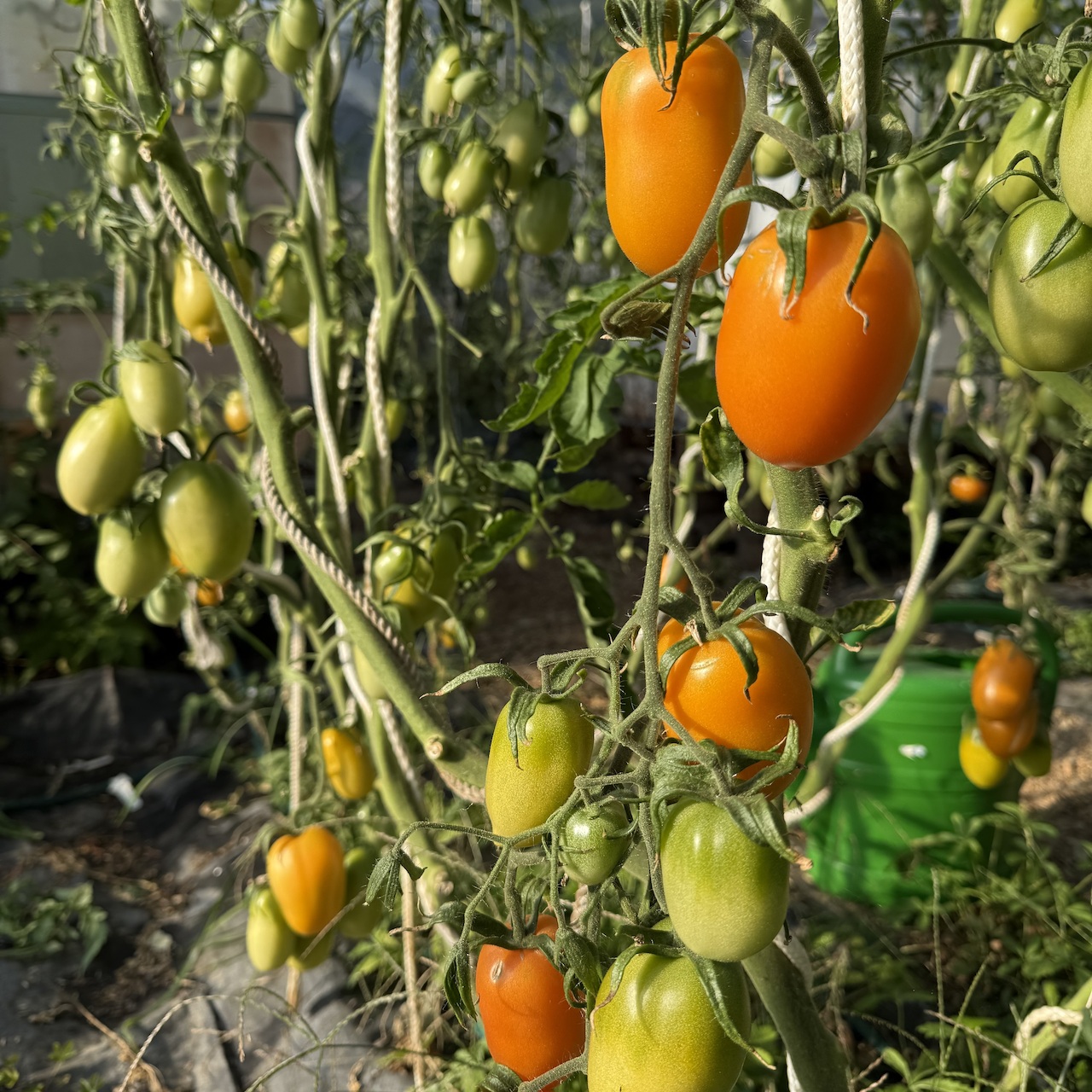 Tomate "Fonarik" - BIO-Tomatensorte [samenfest]