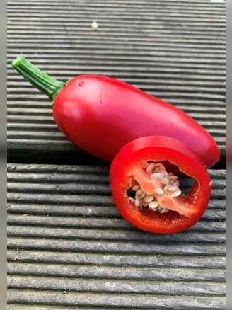 Jalapeno Samen "Concho" (samenfest & BIO)