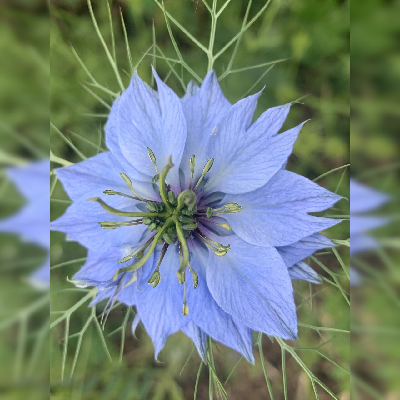 "Jungfer im Grünen" - BIO- Blumensamen [samenfest]