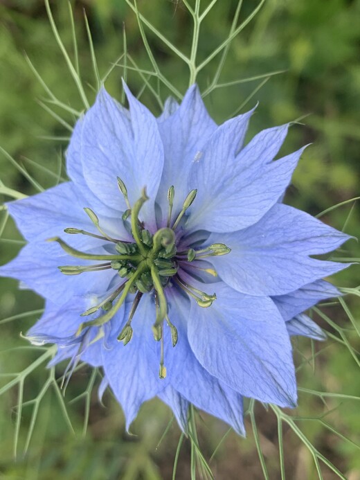 "Jungfer im Grünen" - BIO- Blumensamen [samenfest]