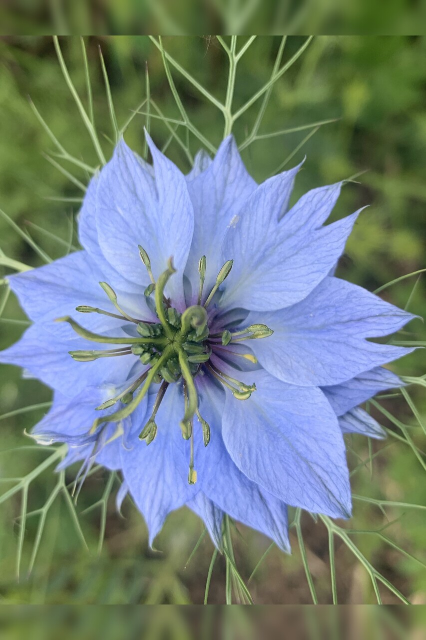 "Jungfer im Grünen" - BIO- Blumensamen [samenfest]