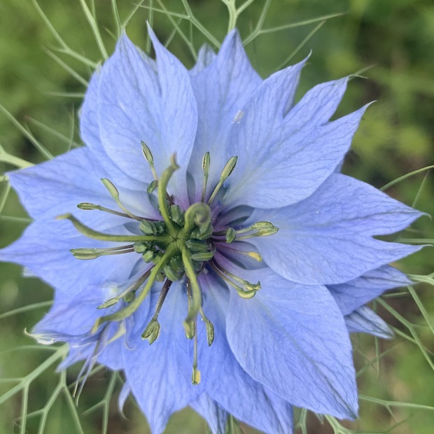 "Jungfer im Grünen" - BIO- Blumensamen [samenfest]