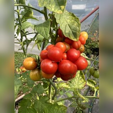 Tomate "Reisetomate" - BIO-Tomatensorte [samenfest]