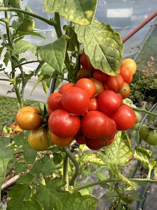 Tomate "Reisetomate" - BIO-Tomatensorte [samenfest]