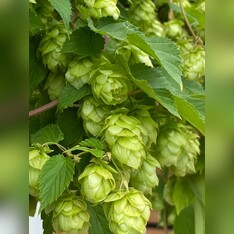 Echter Hopfen - BIO-Hopfensamen [samenfest]
