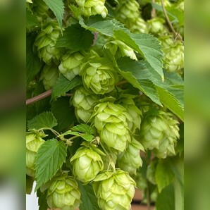 Echter Hopfen - BIO-Hopfensamen [samenfest]