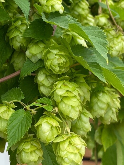 Echter Hopfen - BIO-Hopfensamen [samenfest]